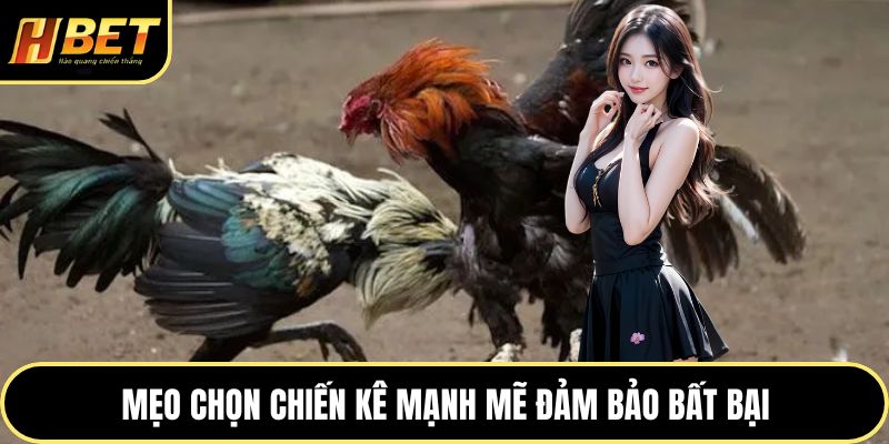 Đá Gà Trực Tuyến Hấp Dẫn Với Nhiều Trận Đấu Gay Cấn